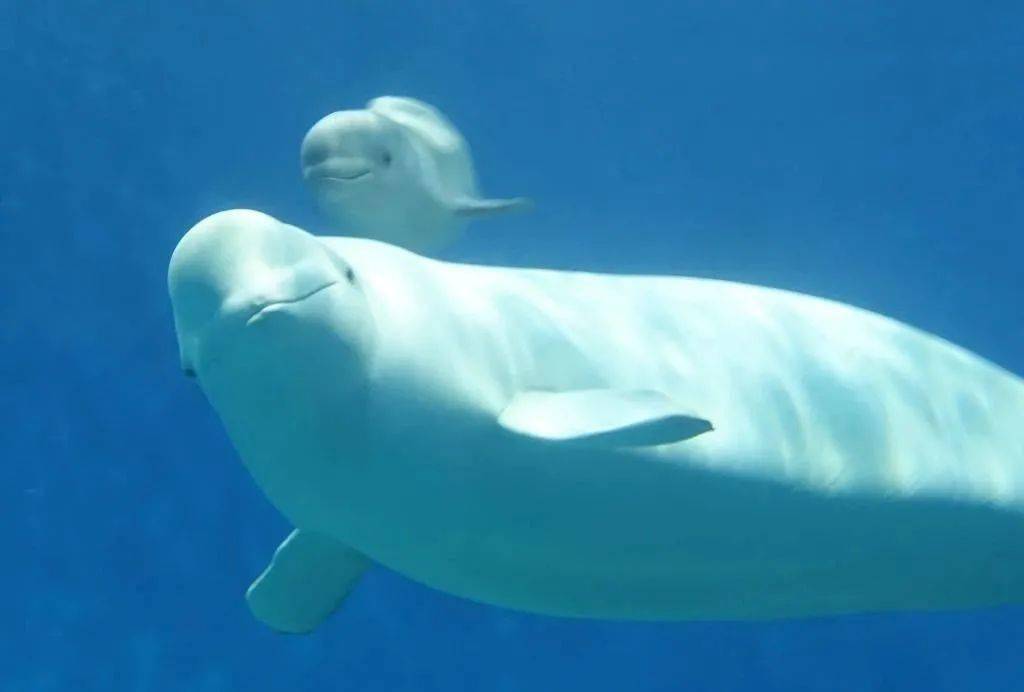 龙宫大白鲸获评2021年度景区和公共文化场馆类最具创新奖