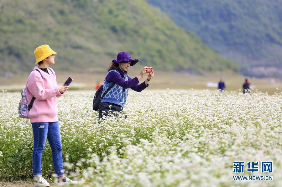 柳州|冬日浪漫！仫佬山乡荞麦花开