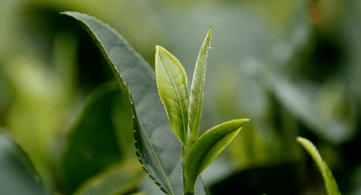 世遗茗茶 品牌增香，看“唐崖茶”品牌如何引领产业振兴路？