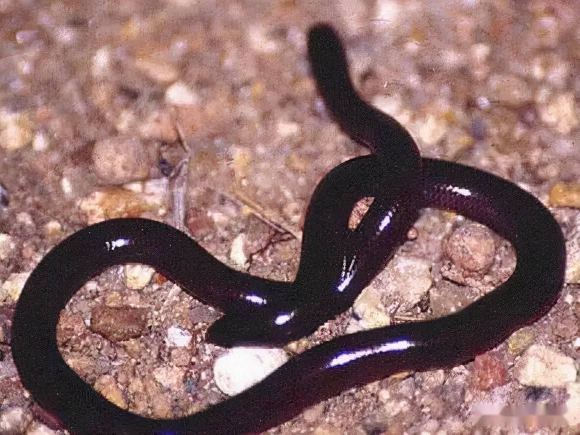 吓一大跳网友发现奇怪大蚯蚓一查竟是蛇你见过吗