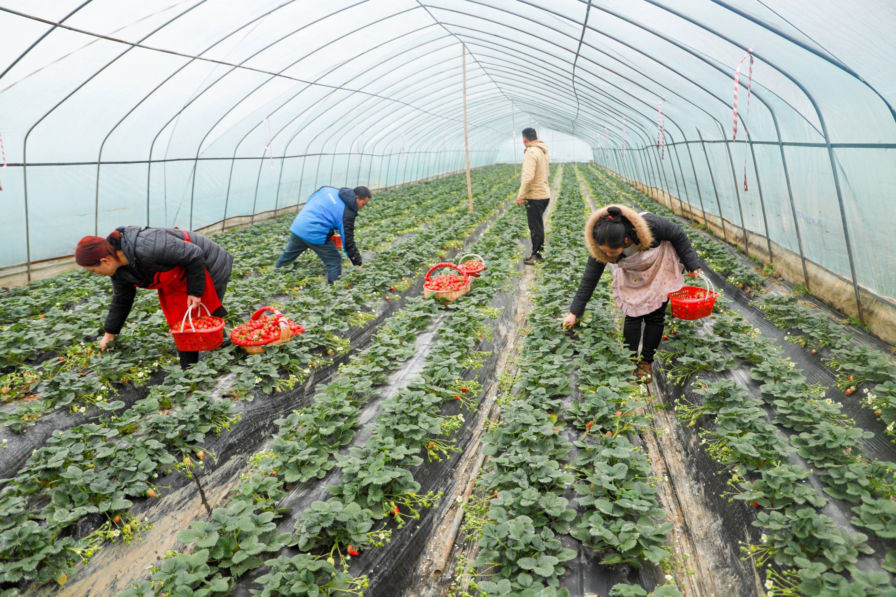 贵州黔西 :冬季草莓香 新品上市忙