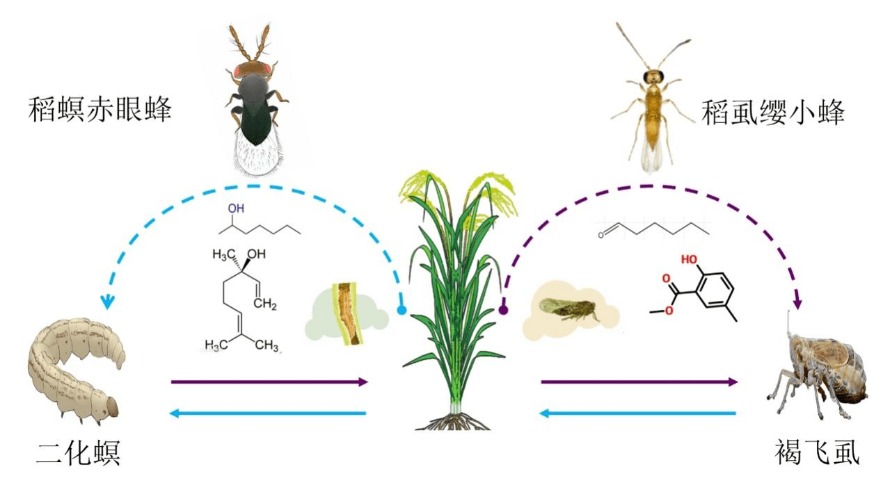 害虫也会合作研究揭开二化螟和褐飞虱互利策略 水稻 关系 寄主