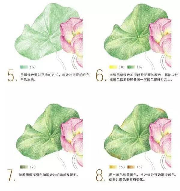 彩铅画入门教程用彩色铅笔画一朵清新的荷花