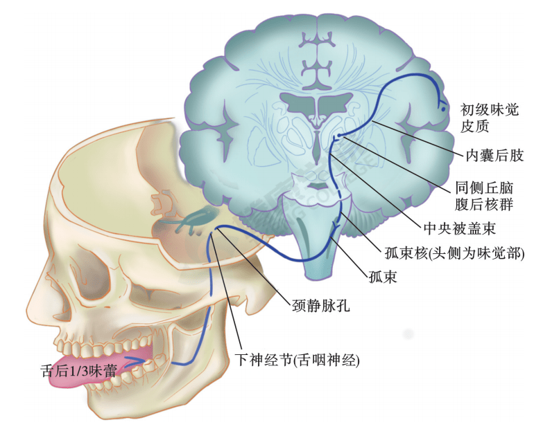 好書推薦腦神經功能評估與解剖學分析