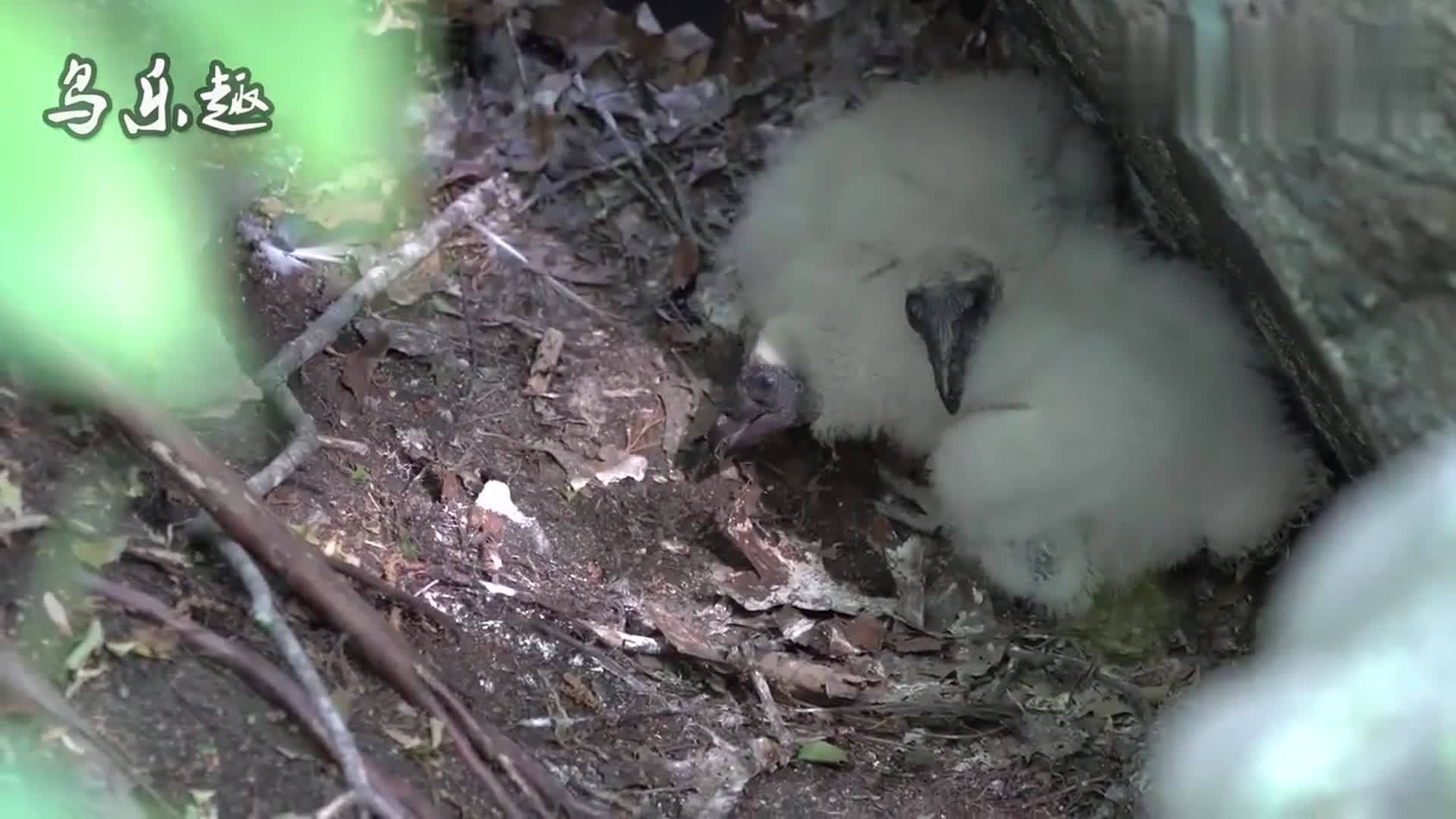 2只秃鹫的幼鸟,小时候还是有头发的!_幼鸟_秃鹫_头发