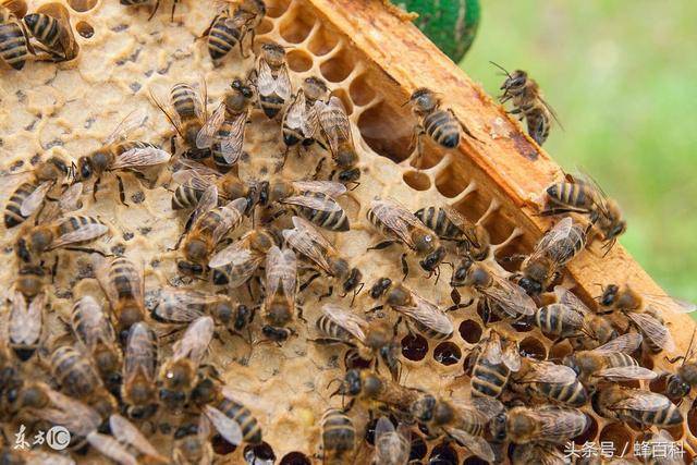 蜜蜂越冬防两病