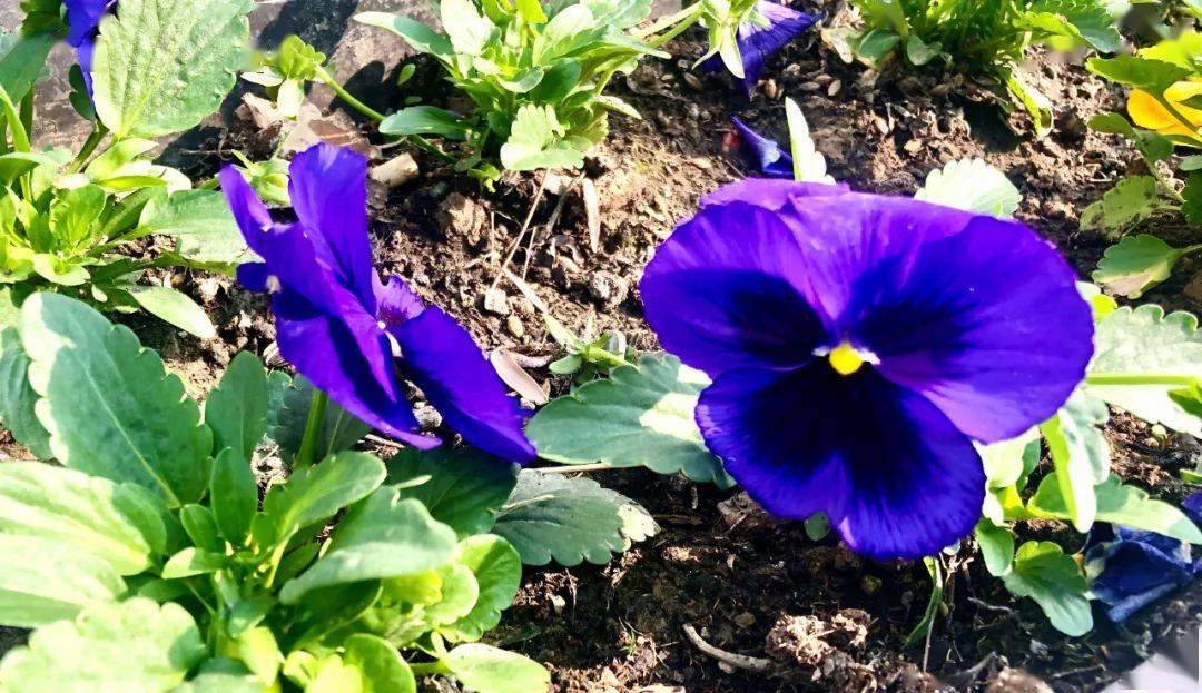 越冷越会开 这些花圃常见的爆花机器 貌美更好吃 三色堇 花坛 因为