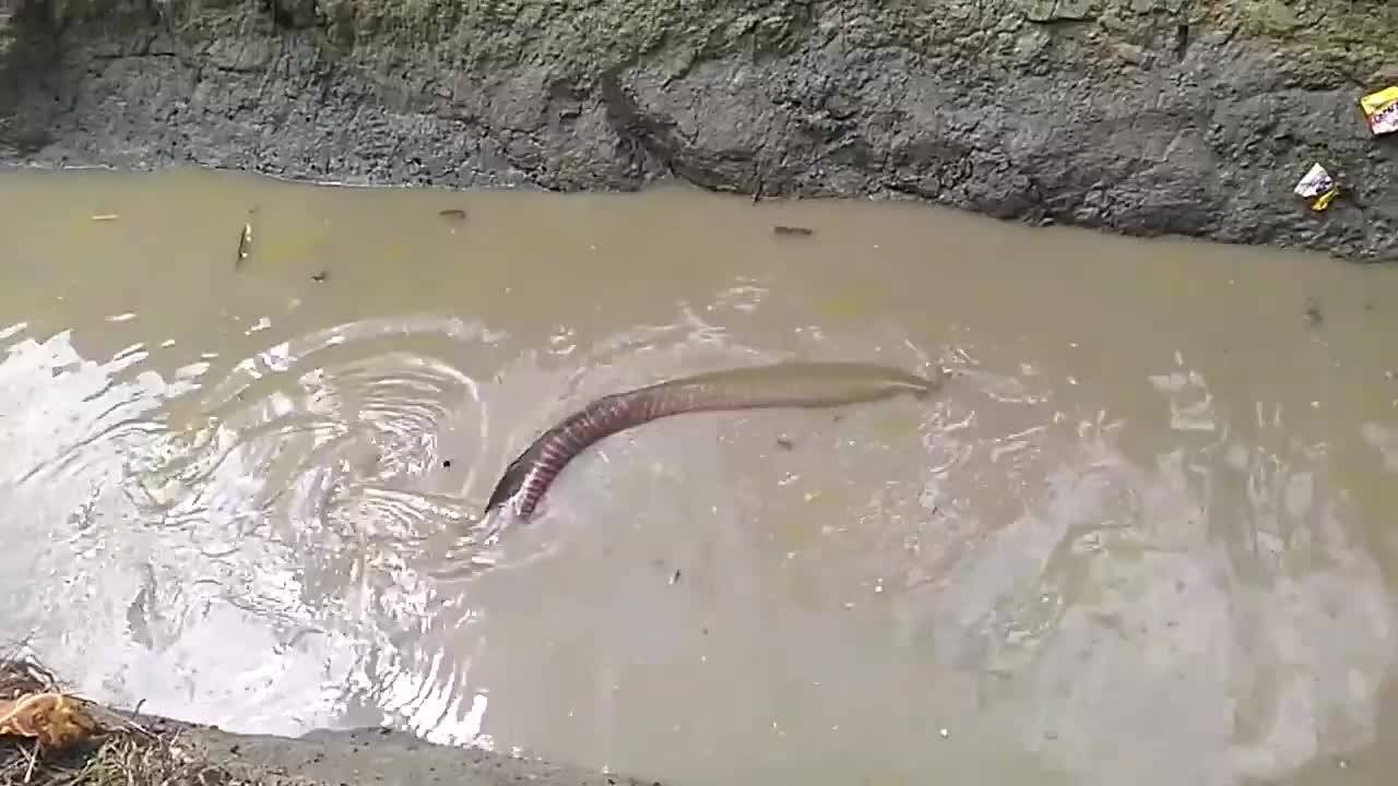 水沟中频频传出声响 村民将水抽干后 发现巨大生物 生命 多多 最好的