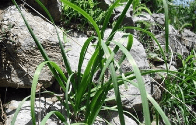 山上这种植物酷似韭菜以为是野草却不知是珍贵的药材