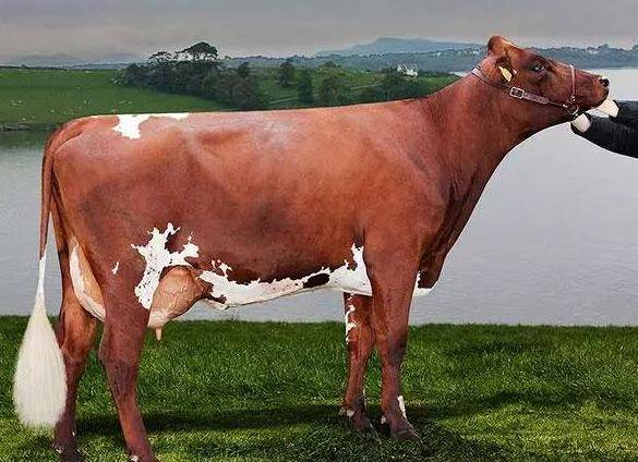 奶牛品种介绍及图片大全