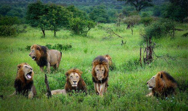 在斯巴达狮群衰落之后,马库鲁就带着5只年轻的小雄狮一起流浪,它们