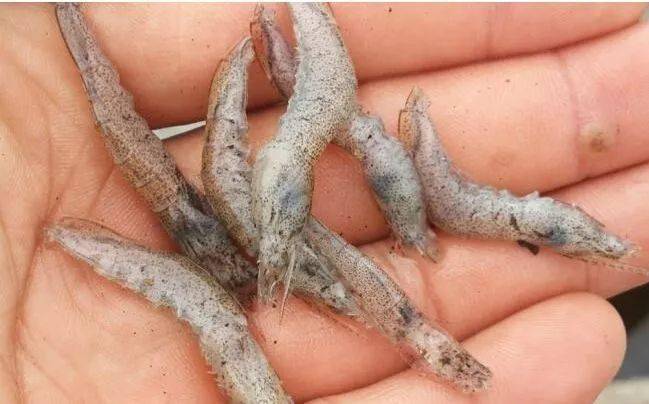 对虾频繁出现跳塘抽筋原因终于找到了