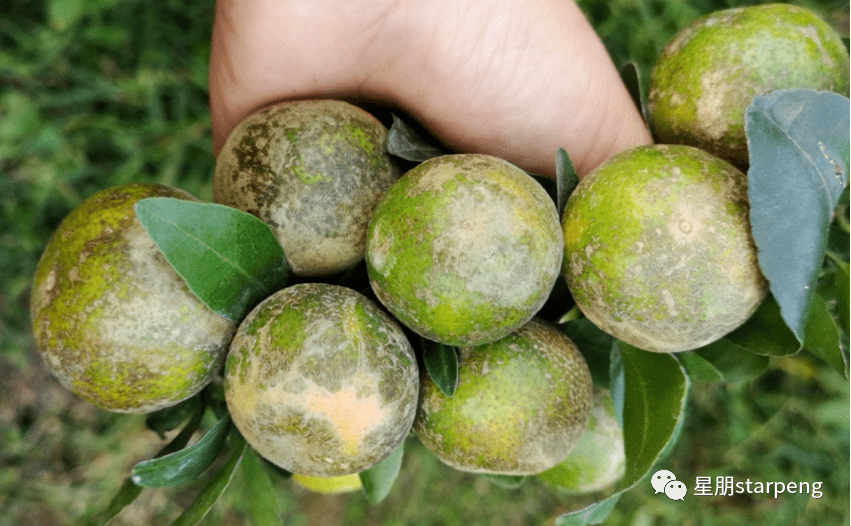 柑橘常見(jiàn)病害的防治方法(柑橘常見(jiàn)病害的防治方法有哪些)