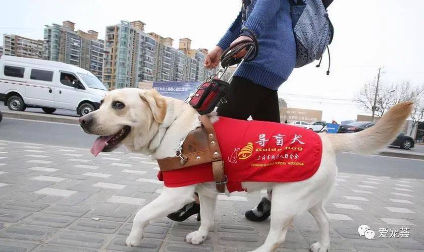 导盲犬为什么那么少?因为是万里挑一,从狗狗出生开始就不停淘汰_训练_进行_训导员