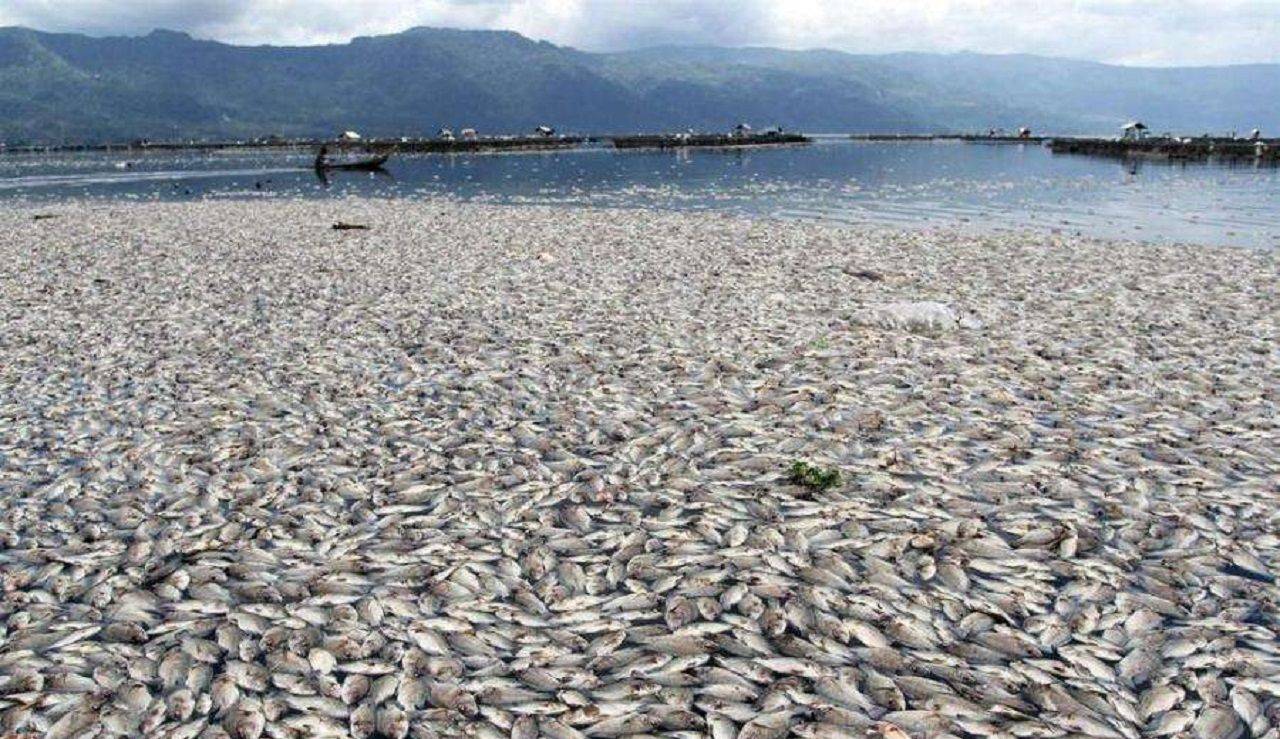 日本罪行瞞不住了近海出現密密麻麻浮屍世界目光移向東京