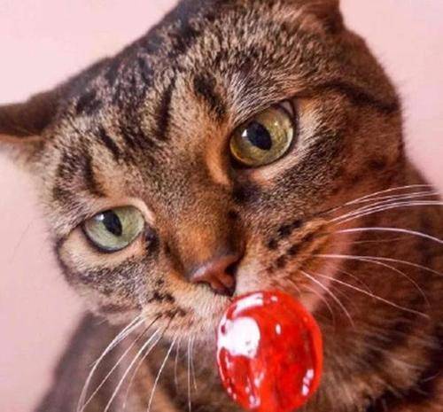 猫咪有味觉吗猫咪吃得出甜味猫咪持棒棒糖居然没感觉