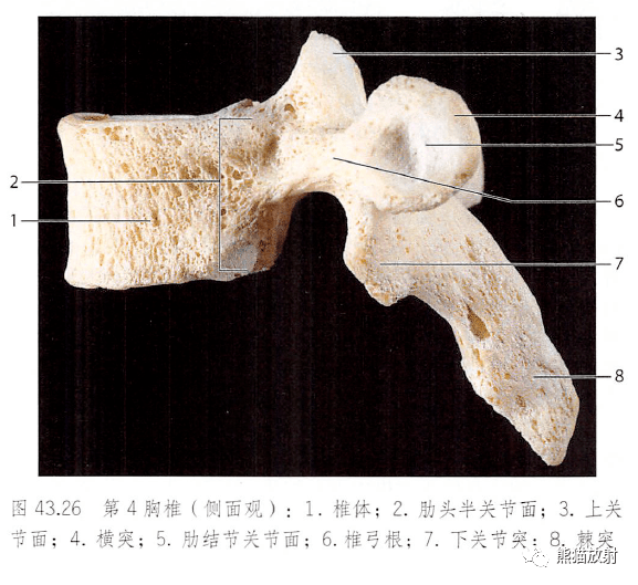 解剖丨脊柱椎體椎間盤韌帶