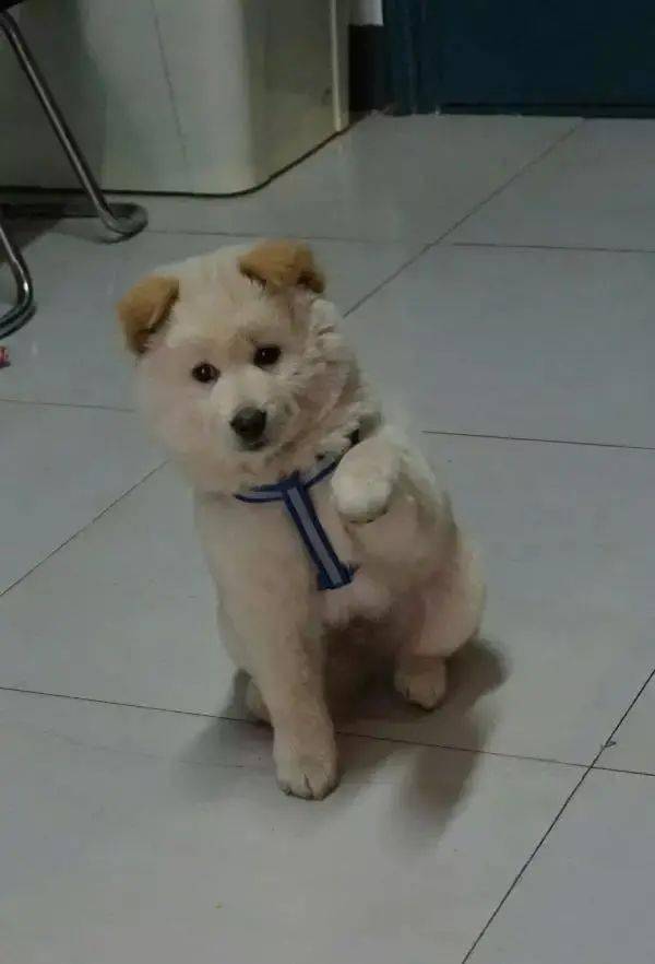 柯基每天莫名挨揍,大金毛却露出了邪恶的笑容.