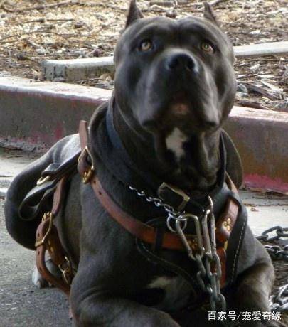 它们是猛犬中的黑白无常,强悍的斗性,让它们被列于野兽名单之中