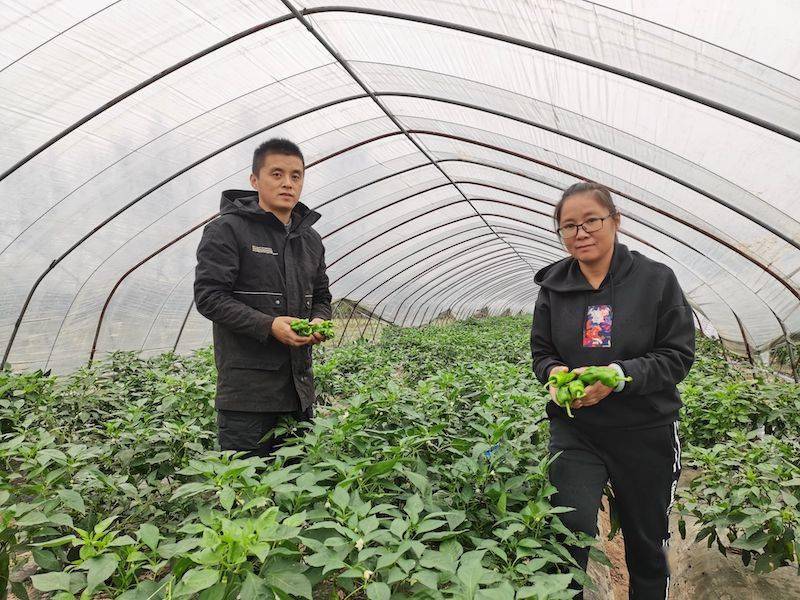 不掙扎,沒矛盾,大學生姐弟回島種菜7年,