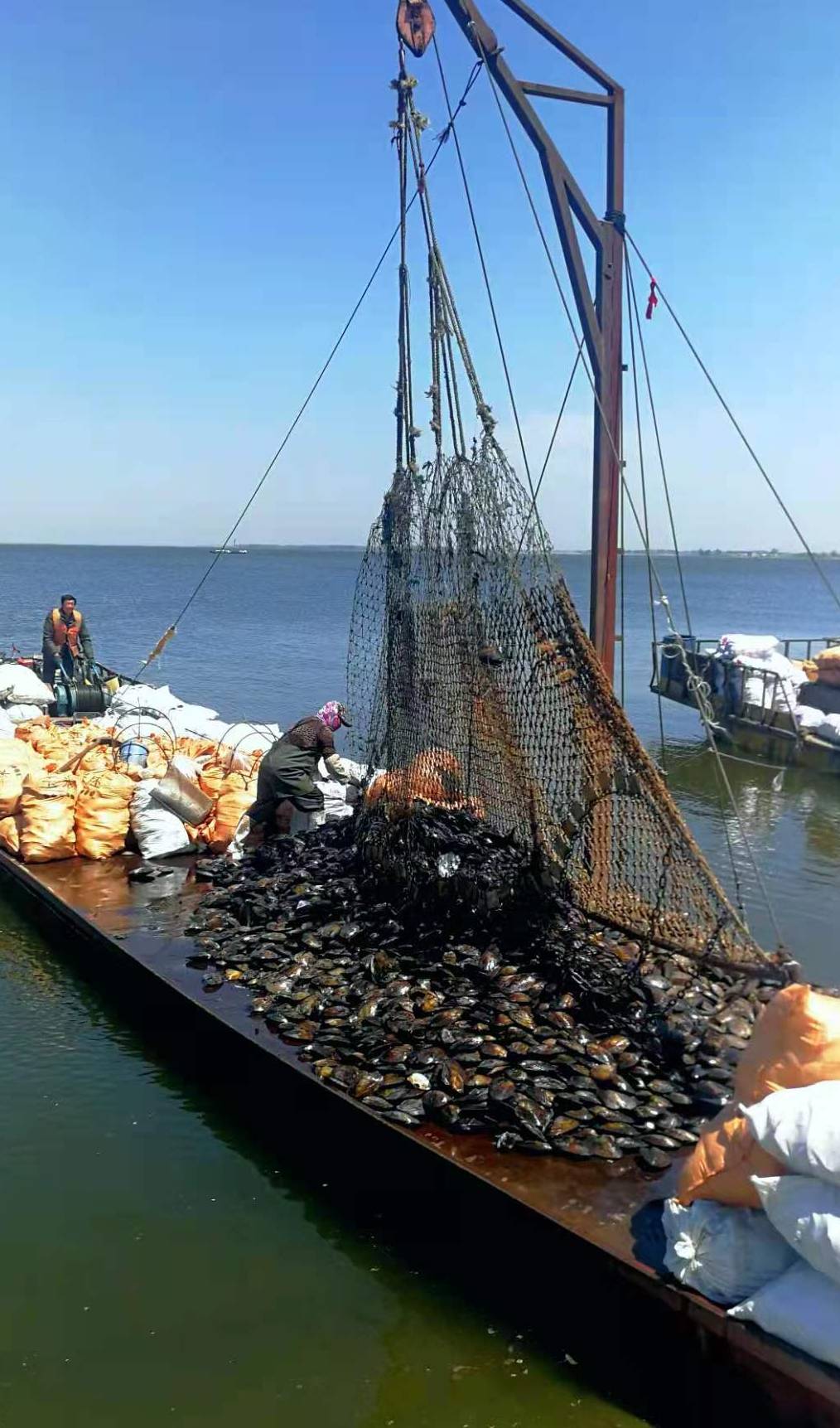 泥河水库河蚌喜获丰收