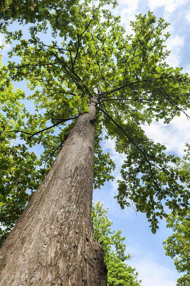 它是世界公认的珍贵树种柚木整体家具,被缅甸,泰国,印度尼西亚等国视