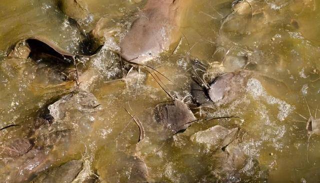 吃粪便,腐肉,重金属长大,塘鲺鲶鱼有多脏?到底能不能吃?