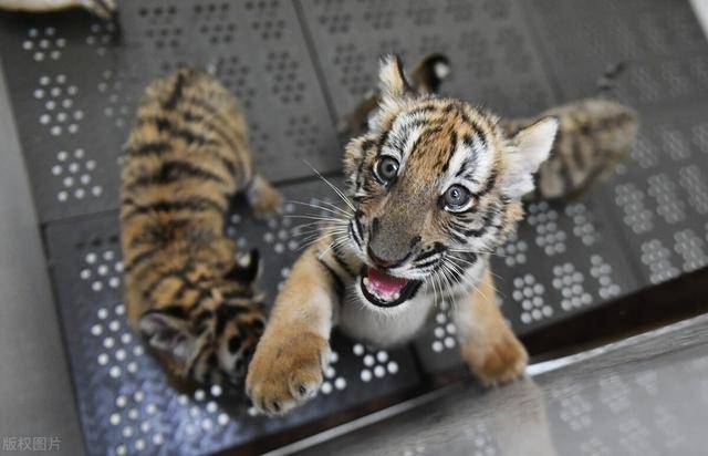 野生大熊猫战斗力图片