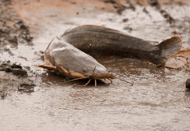 到底能不能吃?_养殖_粪坑_猪粪