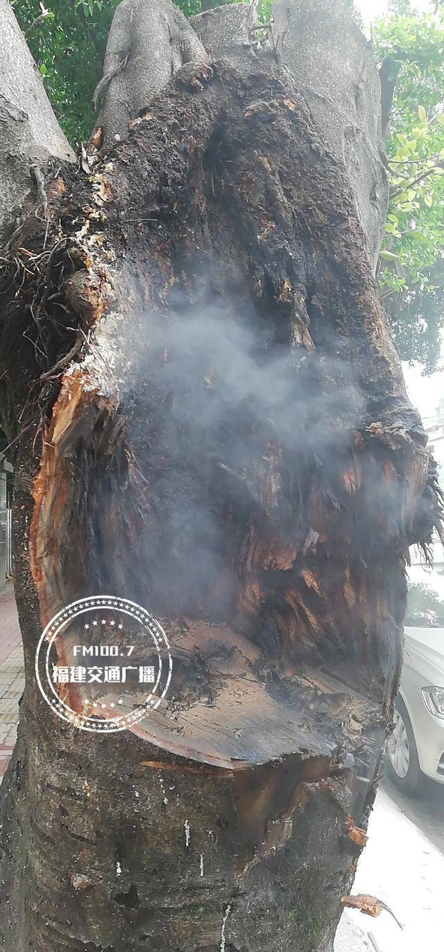 好险！福州10米长榕树枝干突然断裂倒向路面，断口处出现大洞_伤口_影响_树干