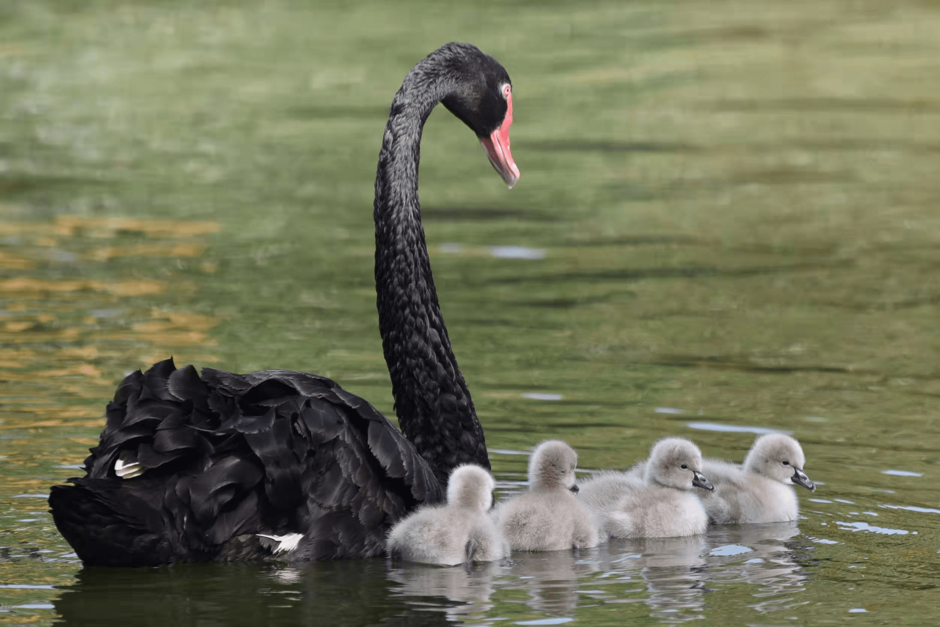 深圳野生动物园天鹅宝宝第一次下水啦_活动_妈妈_幼雏
