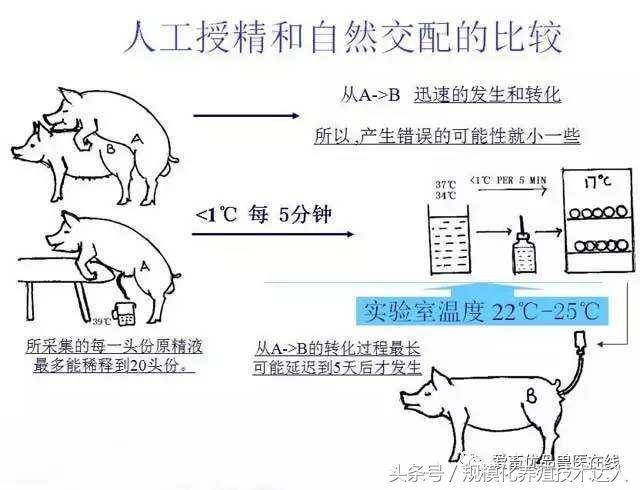 减小压力;第三步:用事先准备好的输精管,润滑后慢慢插入母猪的阴门