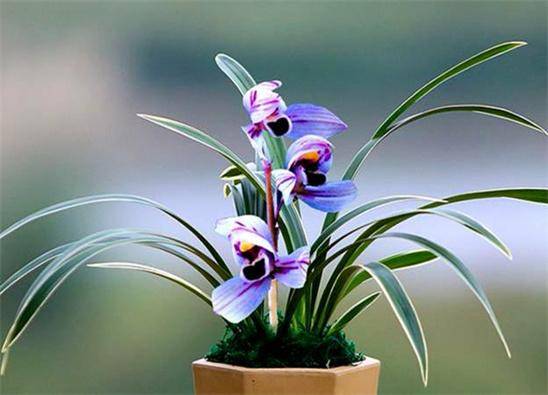 花界的 新奇 品种 花色罕见 花香独特 极具仙气 温馨浪漫 兰花 紫月和 紫色