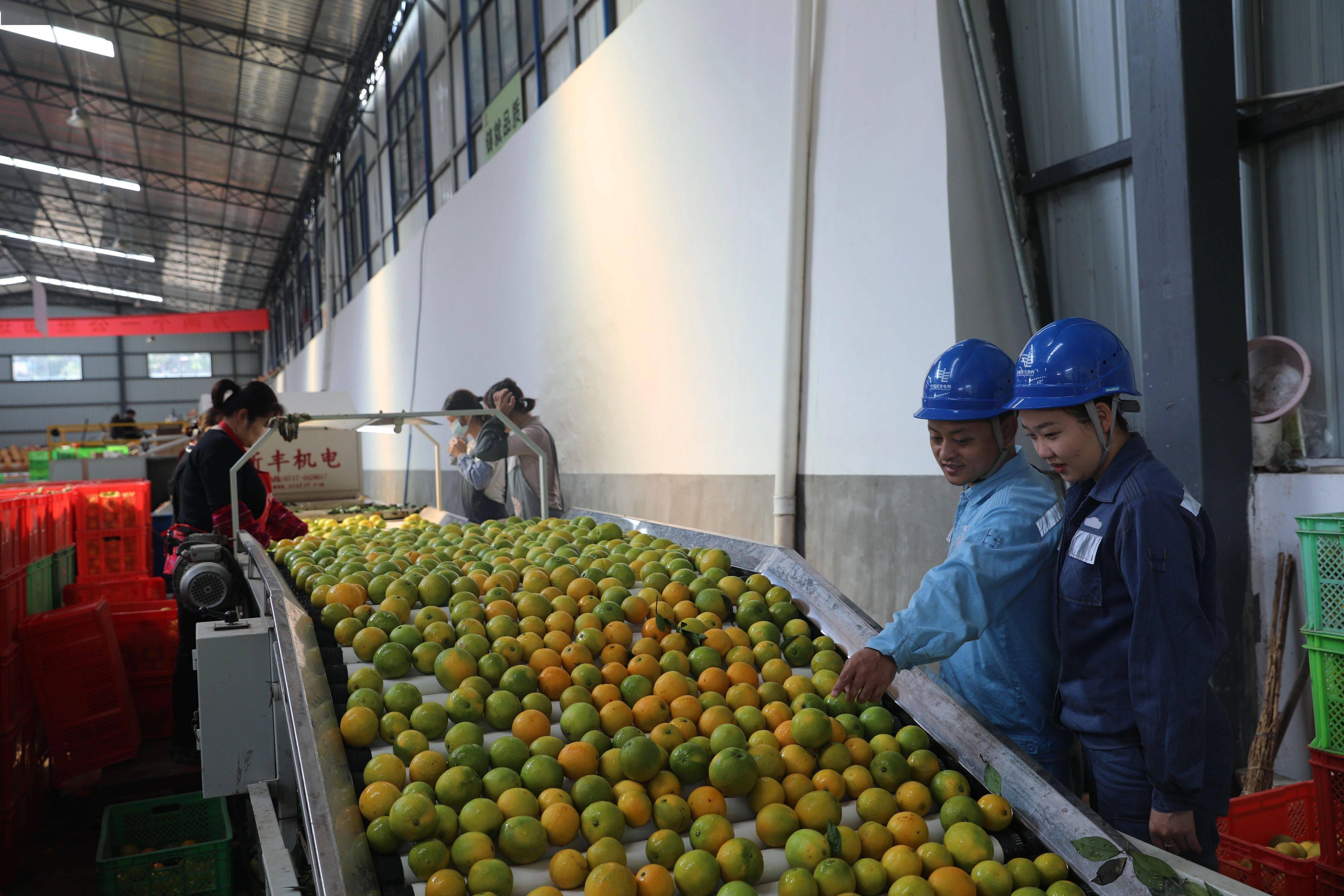 褚橙抢"鲜"上市!供电小哥带你探秘种植基地