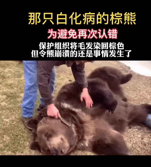 得了白化病的倒霉熊乔伊,骗了几十万中国人_北极_棕熊_故事