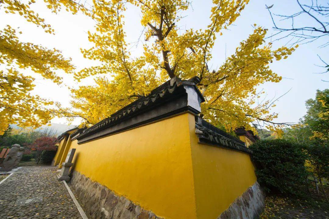 紫金庵"三宝"也是参观的重点,经盖如纱,慧眼如炬,华盖如云.