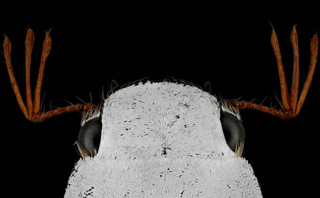 歪鳃金龟甲属cyphochilus甲虫整个身体都布满了异常明亮的白色几丁质