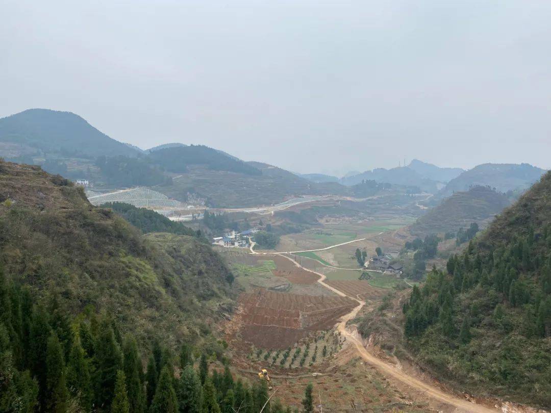 开阳米坪乡精品黄桃种植忙乡村振兴路子宽