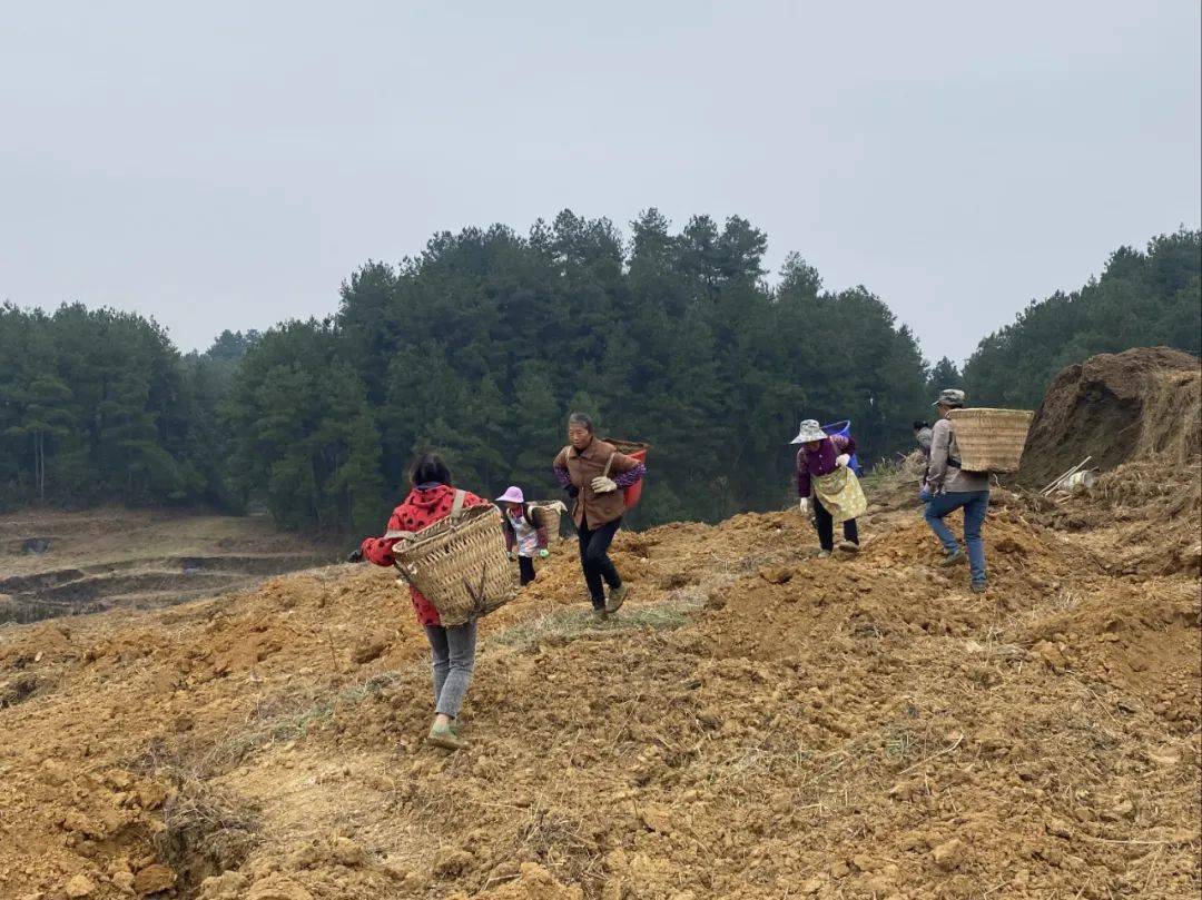 开阳米坪乡精品黄桃种植忙乡村振兴路子宽