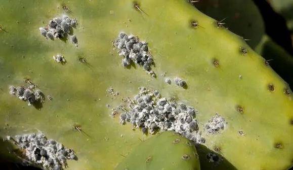 贵妇口红里含有这一物质 价格昂贵 胭脂 包括 原料 贵妇口红里含有这一物质 价格昂贵 胭脂 包括 原料