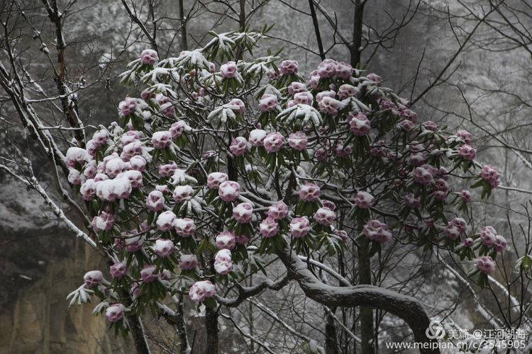 木王春雪压杜鹃 摄影铜川王清海 西施露 花海中 树叶