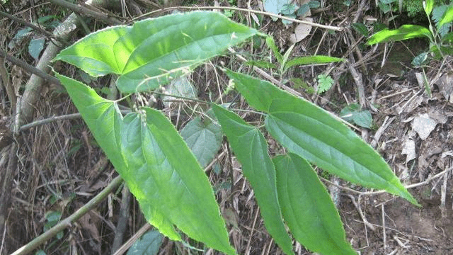 一种叶片带锯齿的植物,牧羊人常摘,名为"淫羊藿"70元一斤