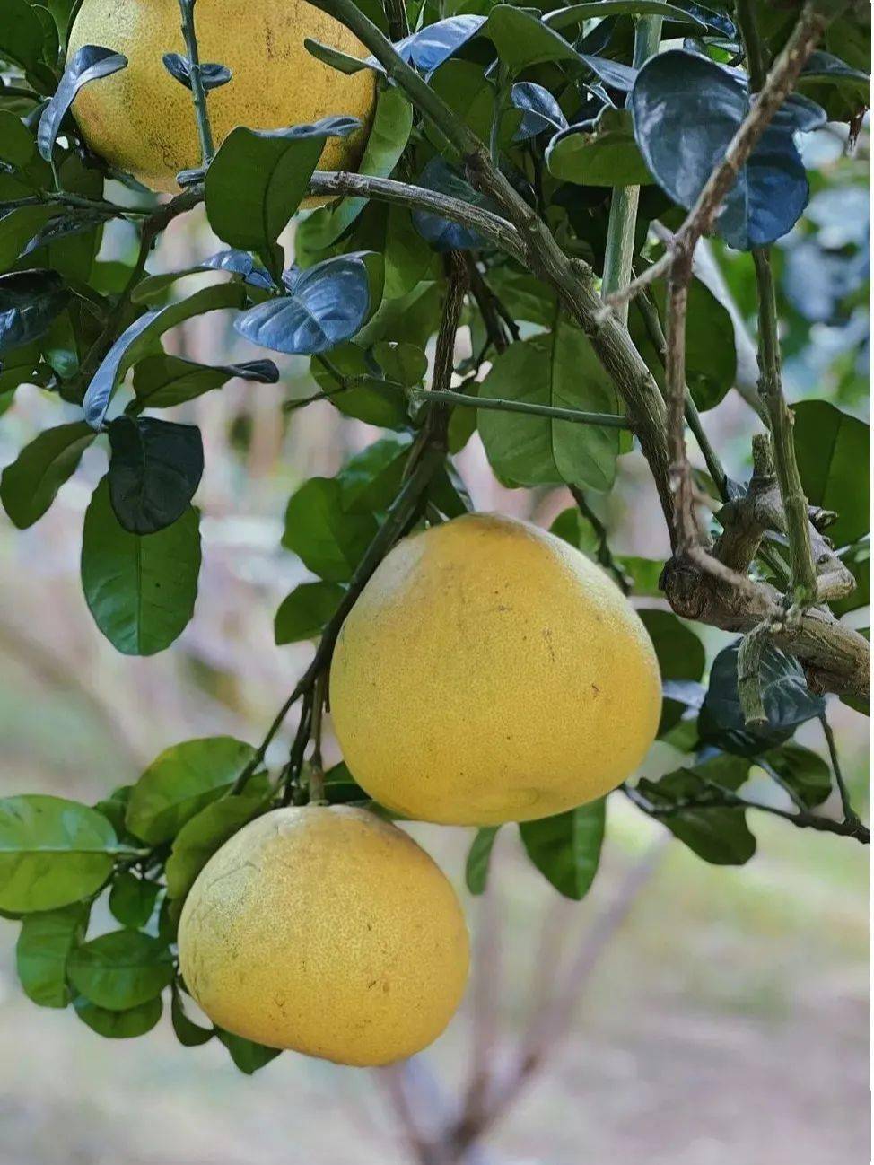 采摘部分柚子香甜的味道都已经溢出了果园200余亩的柚子林挂满了沉甸