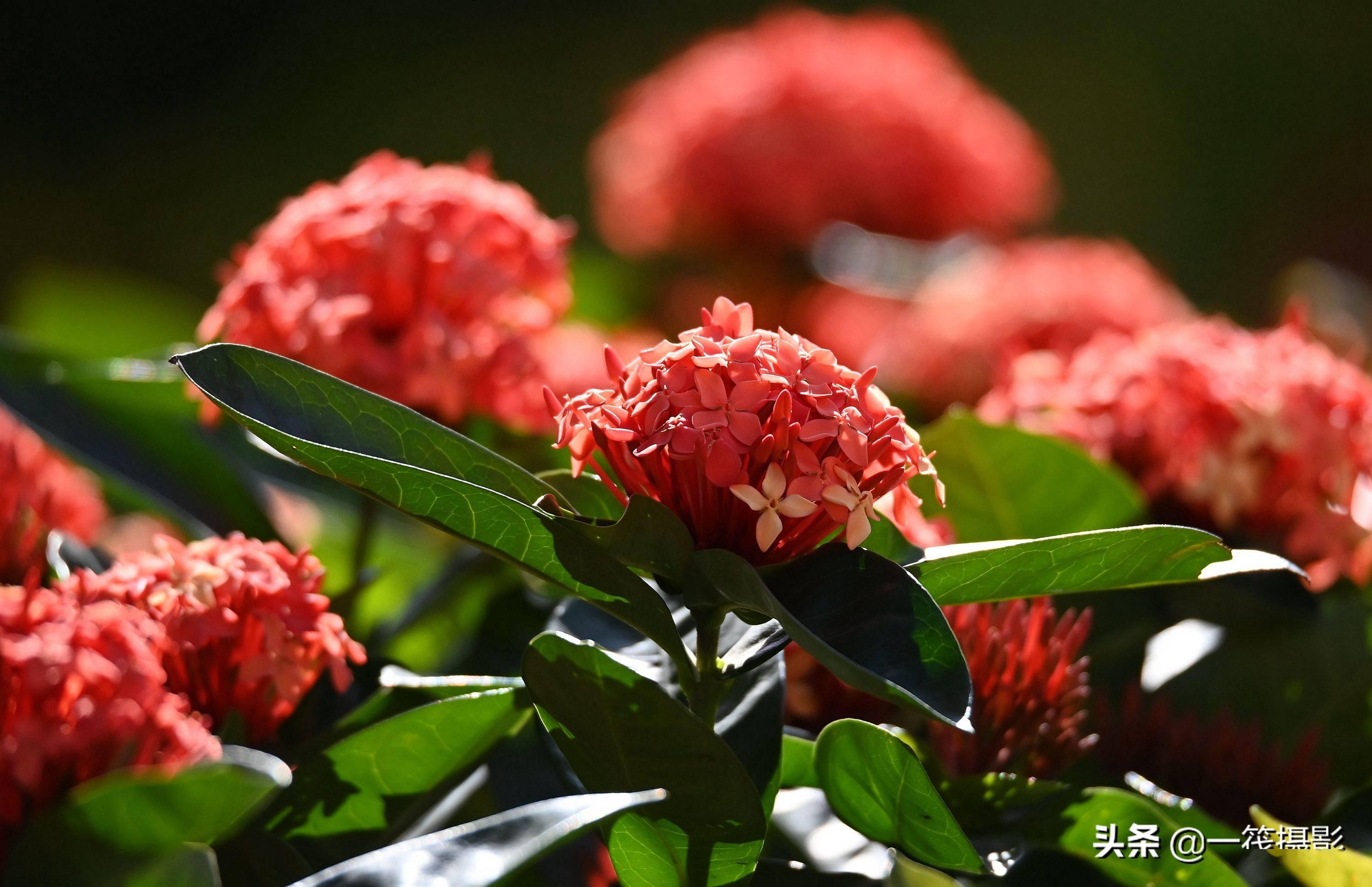 冬日广州,花美色艳_金光菊_千日红_波斯菊