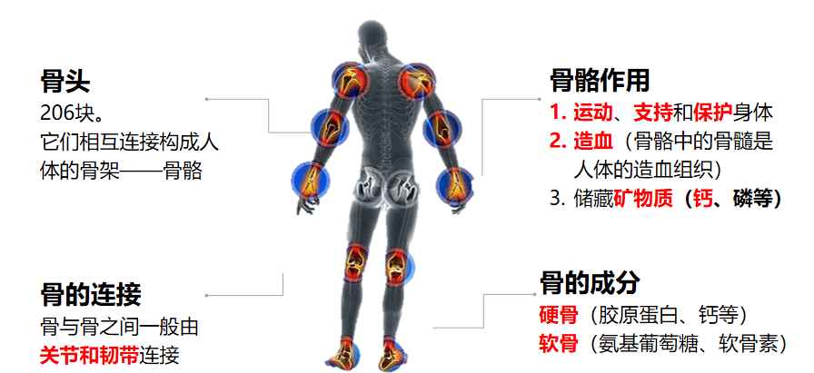 呵护骨健康营养专家教您告别关节疼