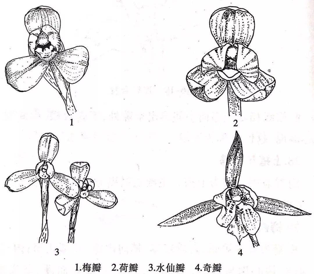 副瓣_春蘭_形態