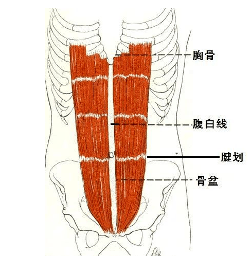 女生腹部肌肉示意图图片