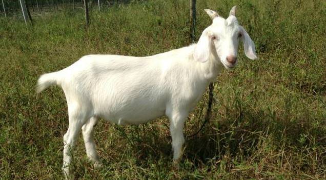 崇明白山羊