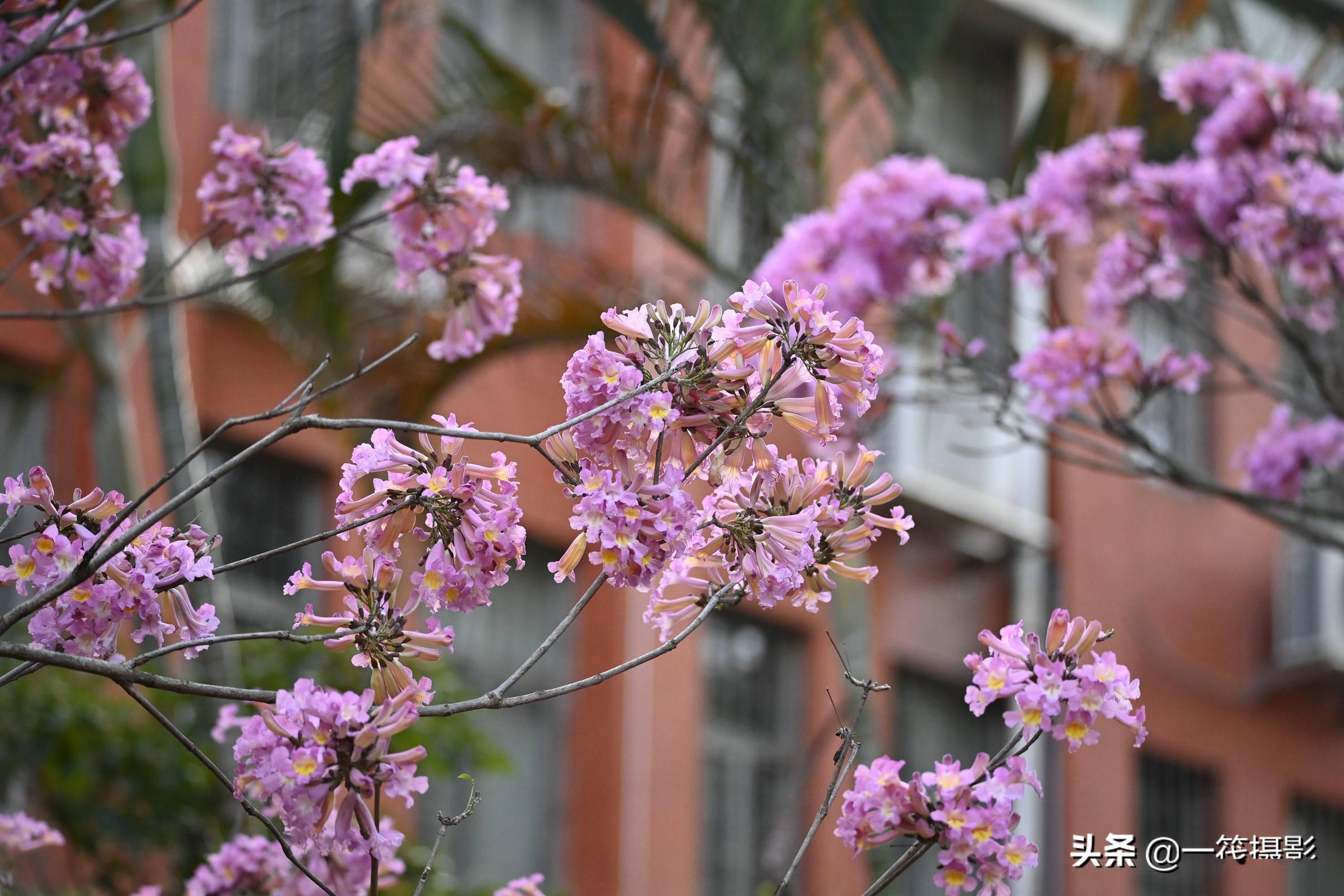 美丽的紫绣球花风铃木