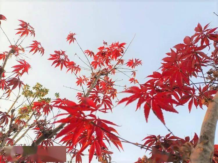深冬 打卡汉南红叶 叶子 绿色 南人